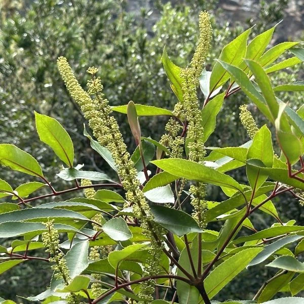 Изображение Кунония капская  - Cunonia capensis 