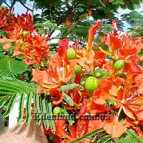 Изображение цветение