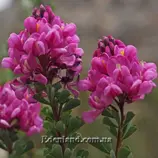 Изображение Гипокалипт софоровидный  - Hypocalyptus sophoroides