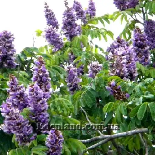 Зображення Мілетія велика - Millettia grandis