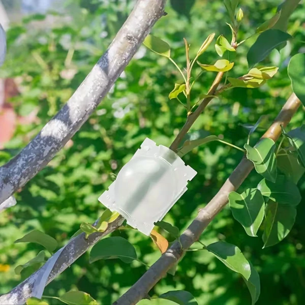 Зображення Контейнер для укорінення рослин прозорий