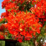 Изображение Делоникс королевский - Delonix regia