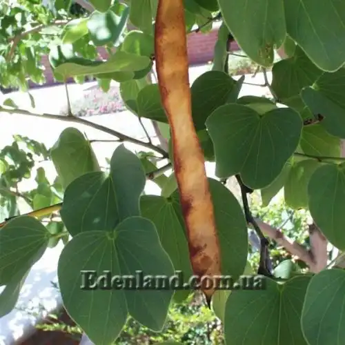 Изображение Баухиния пестрая - Bauhinia variegata