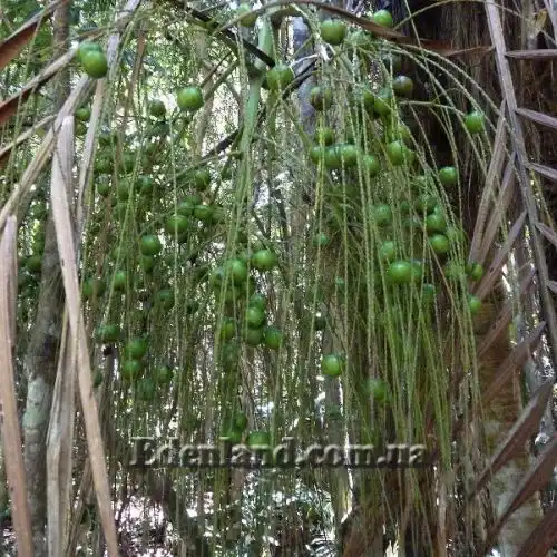 Изображение Дипсис волокнистый - Dypsis fibrosa
