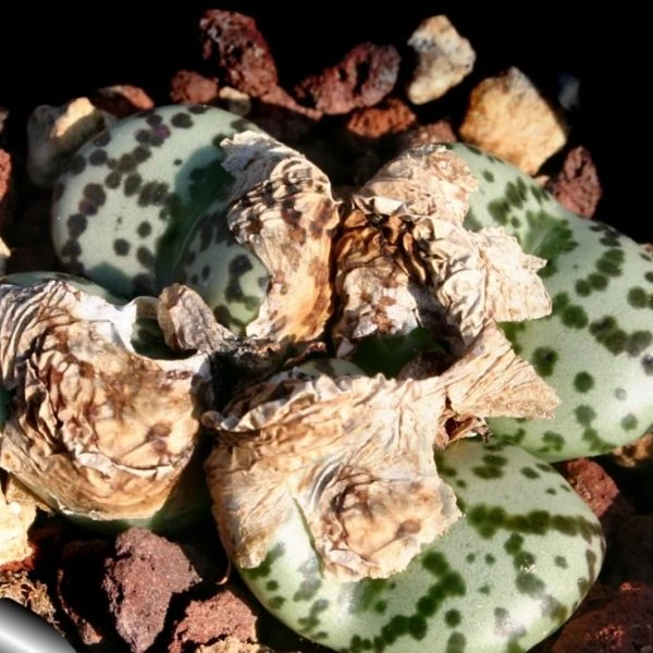 Изображение появление молодых листьев после периода покоя