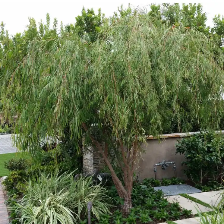 Изображение взрослое растение