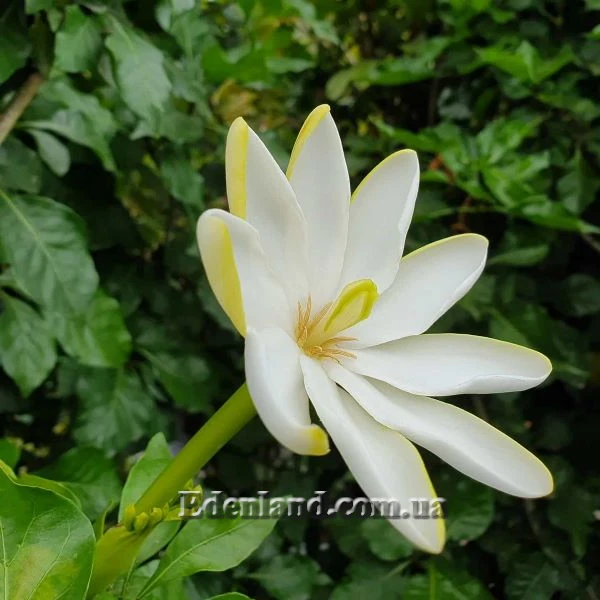 Изображение Гардения Волкенса  - Gardenia volkensii