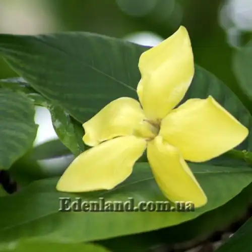 Изображение Гардения золотая - Gardenia sootepensis