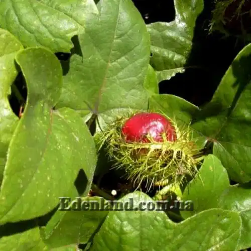 Изображение Пассифлора вонючая (гибискусолистная) - Passiflora foetida v.hibiscifolia