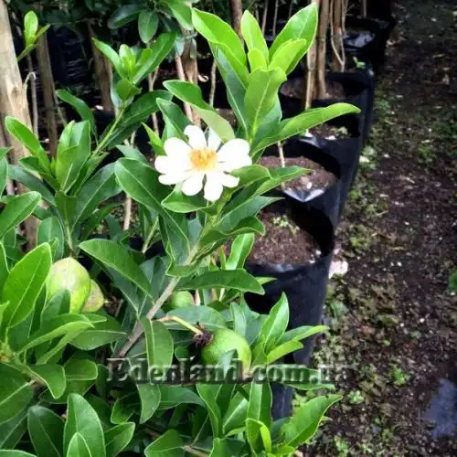 Зображення Ксилотека Крауса - Xylotheca kraussiana 