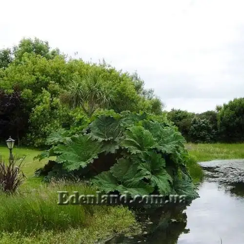 Изображение у воды