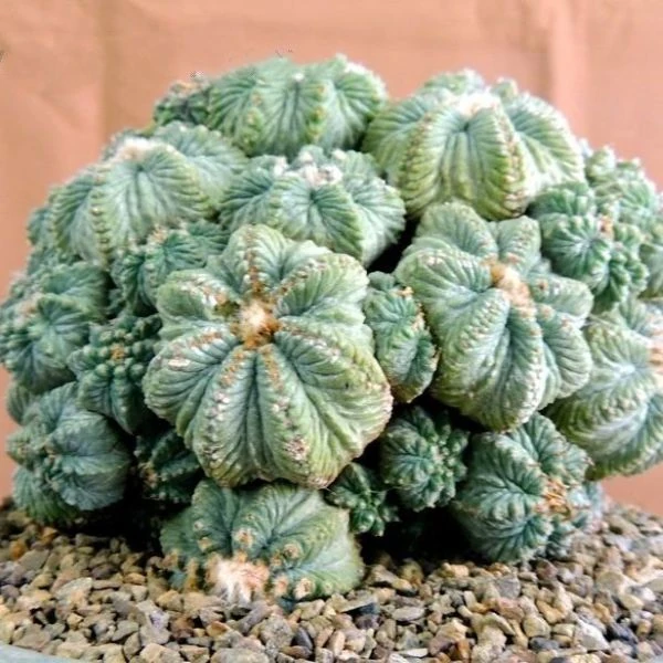 Изображение Ацтекиум Риттера  - Aztekium ritteri 