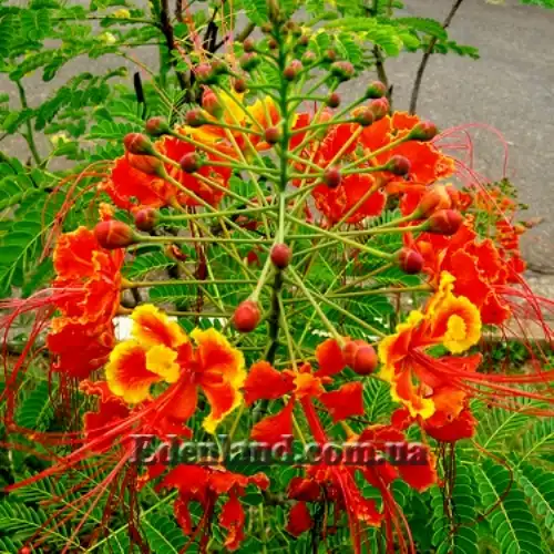 Изображение Цезальпиния прекраснейшая - Caesalpinia pulcherrima