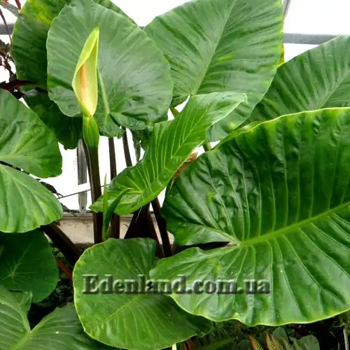 Изображение Алоказия пахучая - Alocasia odora