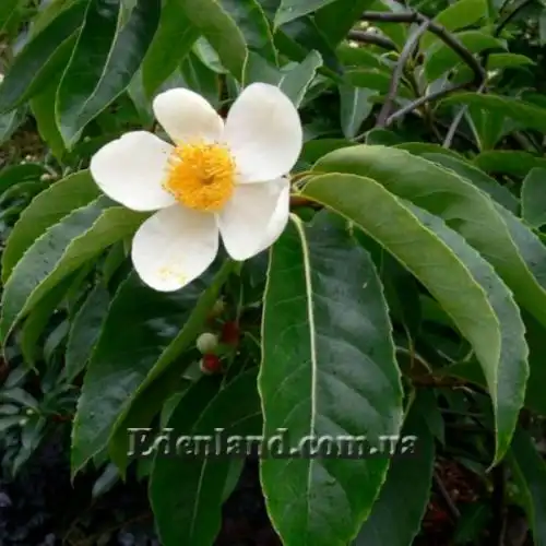 Изображение Схима роскошная - Schima superba