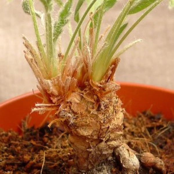 Изображение Пеларгония длиннолистная  - Pelargonium longifolium 