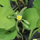 Изображение Лимнохарис желтый  - Limnocharis flava