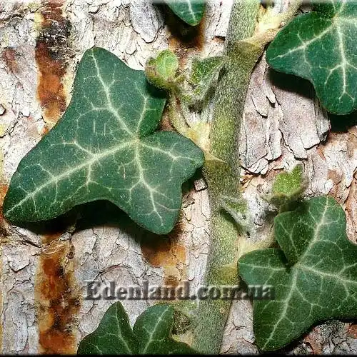 Изображение Плющ обыкновенный - Hedera helix