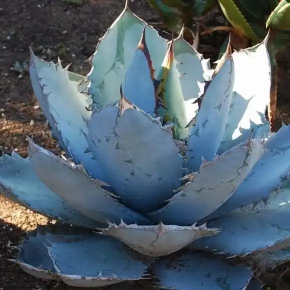 Изображение взрослое растение