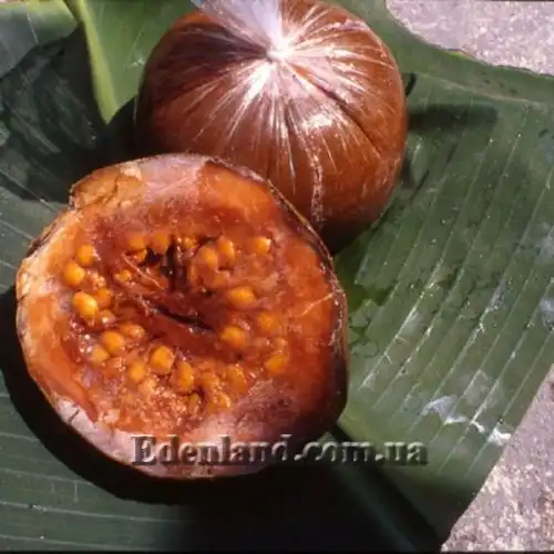 Изображение Бороджо Патиньо - Borojoa patinoi