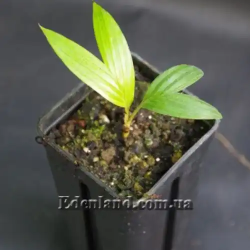 Изображение Дипсис фанева - Dypsis faneva