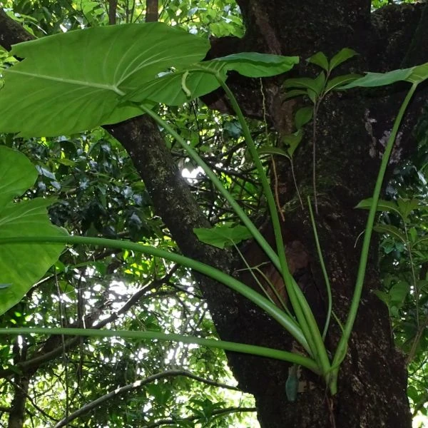 Изображение Ремусатия Гукера   - Remusatia hookeriana 