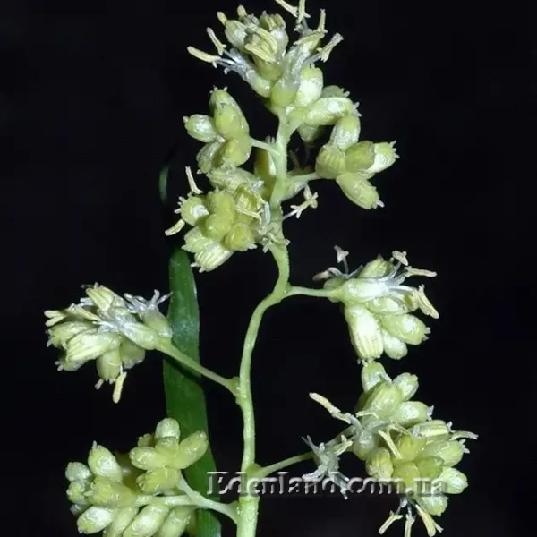 Зображення Флагелларія індійська - Flagellaria indica