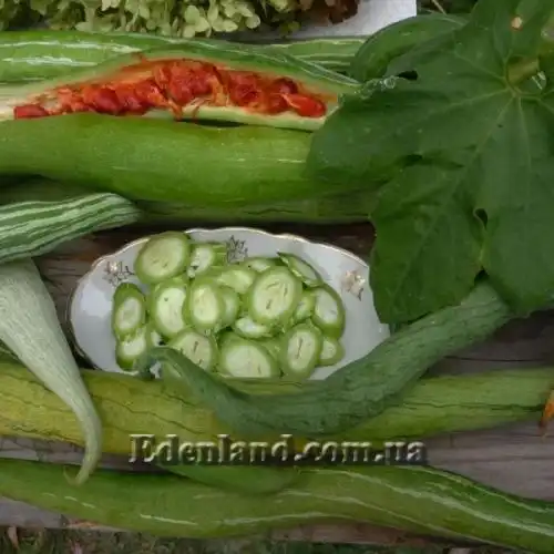 Изображение Трихозант, змеевидный огурец - Trichosanthes cucumerina