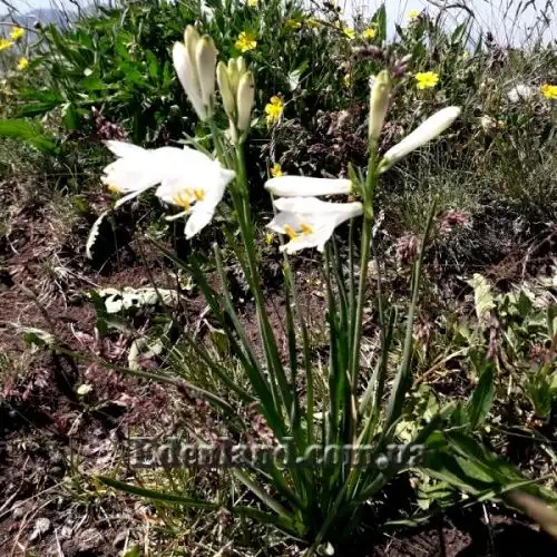 Изображение Парадизея лилейная - Paradisea liliastrum