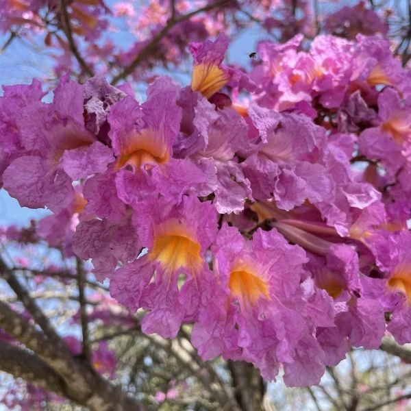 Изображение Хандроантус импетигинозный  - Handroanthus impetiginosa