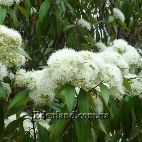 Изображение Бакхузия лимонная - Backhousia citriodora 