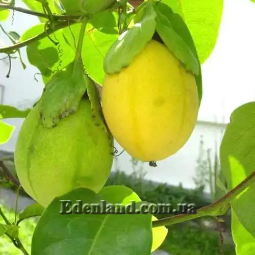 Изображение созревающие плоды