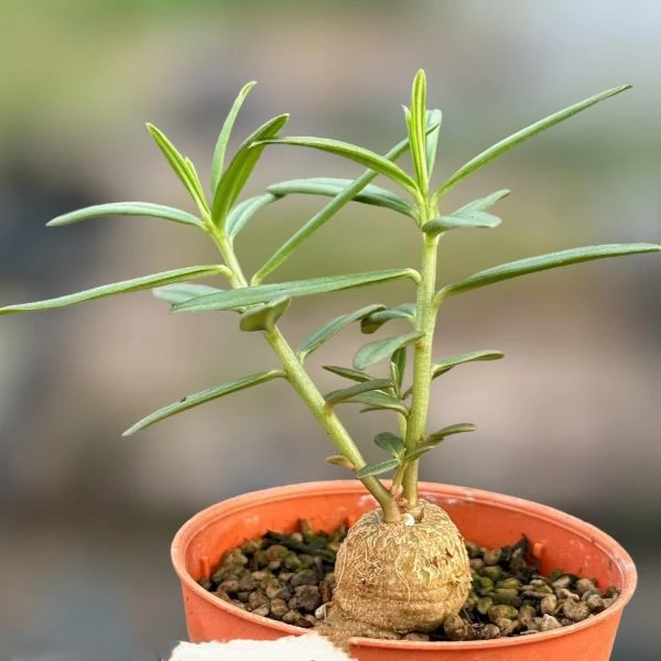 Зображення Талінум кафрський - Talinum caffrum  