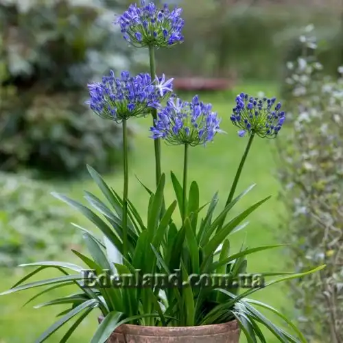 Изображение Агапантус ранний - Agapanthus praecox