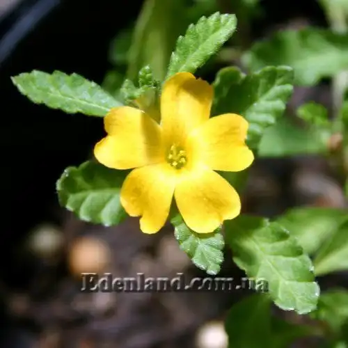 Изображение Тёрнера (Турнера) раскидистая - Turnera diffusa