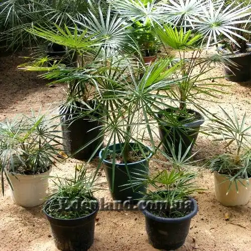 Изображение Коккотринакс волосатый подвид волосатый - Coccothrinax crinita subsp. crinita