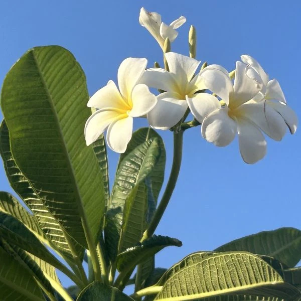 Изображение Плюмерия тупая  - Plumeria obtusa