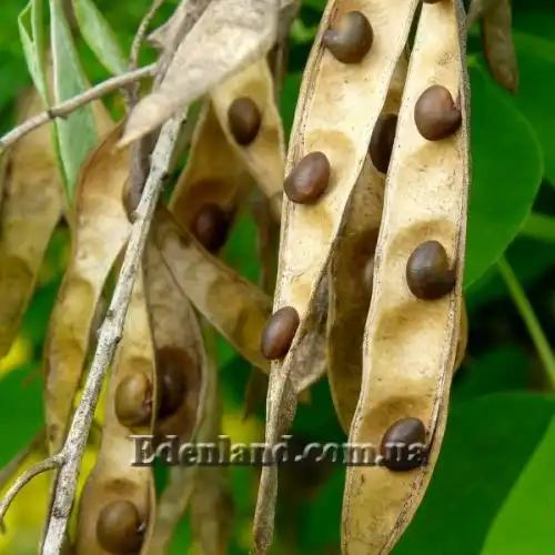 Изображение Лабурнум анагиролистный - Laburnum anagyroides