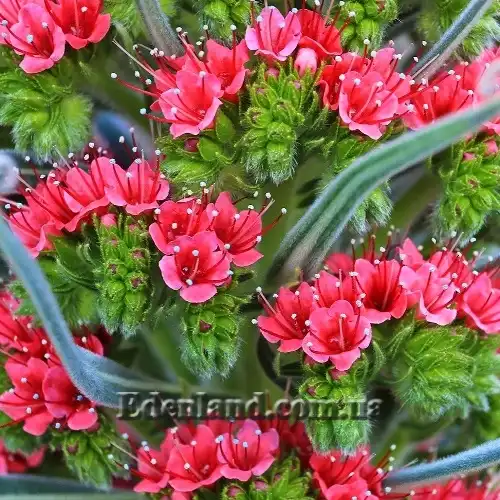 Изображение цветение