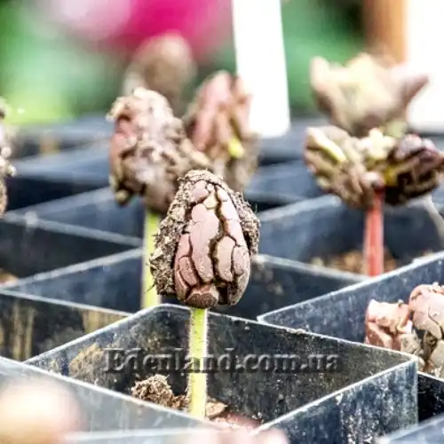 Зображення всходы