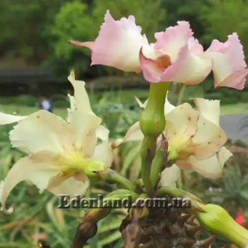 Изображение Пахиподиум Рутенберга - Pachypodium rutenbergianum 