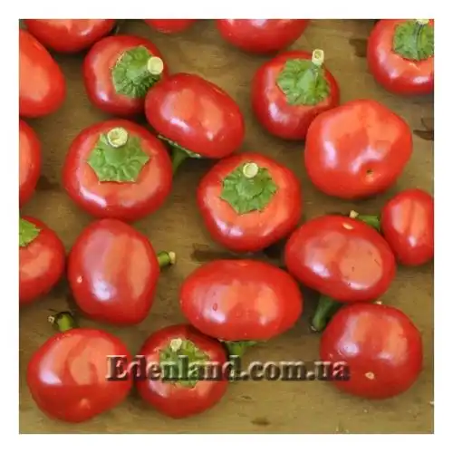 Изображение Перец Поцелуй Сатаны - Satans Kiss Pepper