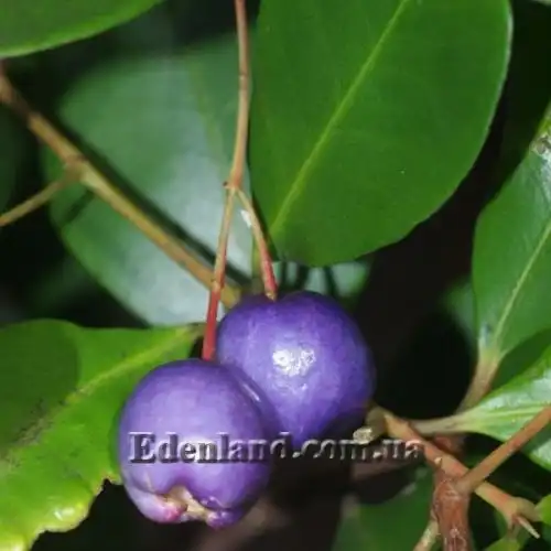 Изображение спелые плоды