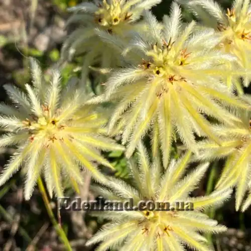 Изображение Филика пернатая - Phylica plumose 