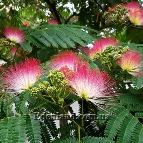 Зображення Альбіція шовкова (рожева) - Albizia julibrissin var. rosea