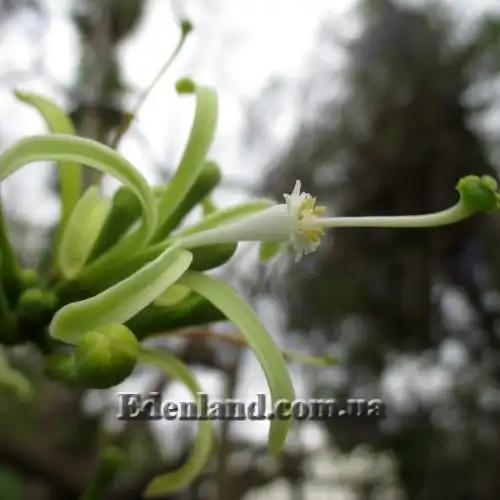 Изображение Туррея обильноцветущая - Turraea floribunda