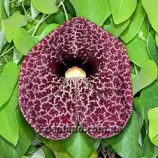 Изображение Аристолохия элегантная - Aristolochia elegans