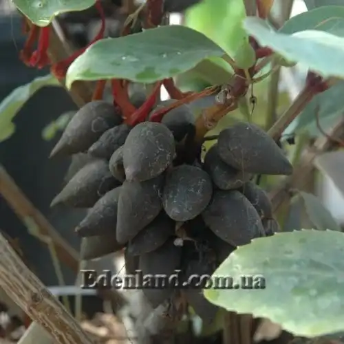 Изображение Дерматоботрис Сандерса  - Dermatobotrys saundersii