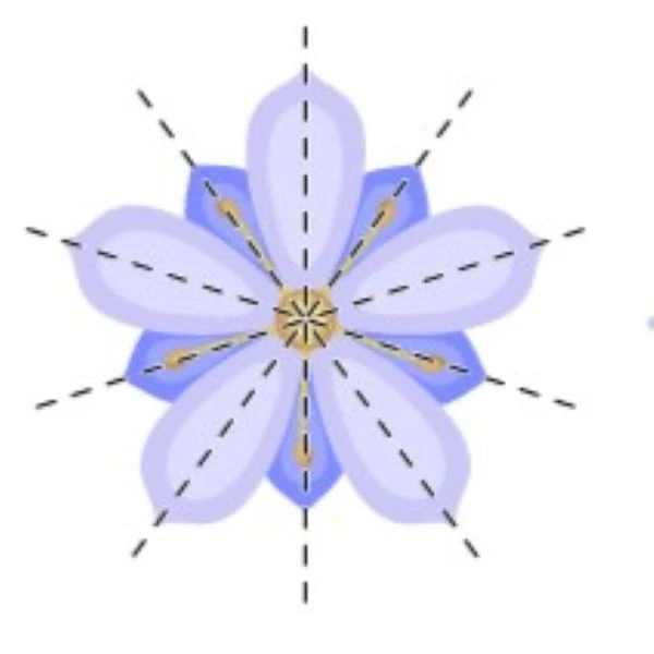 Актиноморфна квітка