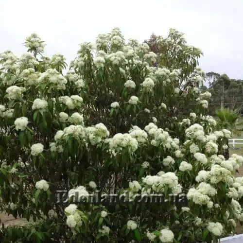 Изображение Бакхузия лимонная - Backhousia citriodora 